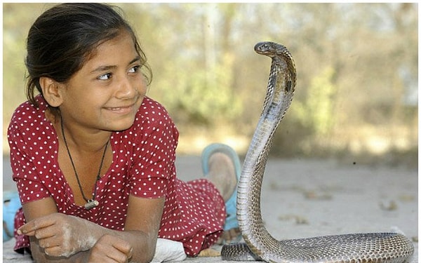 6. Каджол Хан - ест, спит и играет с ядовитыми кобрами
