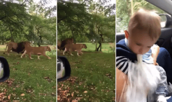 Babasının Safari Heyecanına Ağız Dolu Kusmuğu ile Ortak Olan Ufaklık