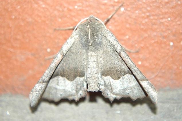 3. Moth