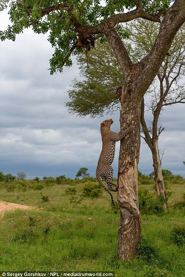 Hızla ağaca tırmanan leopar, cesedin bulunduğu dala geliyor.