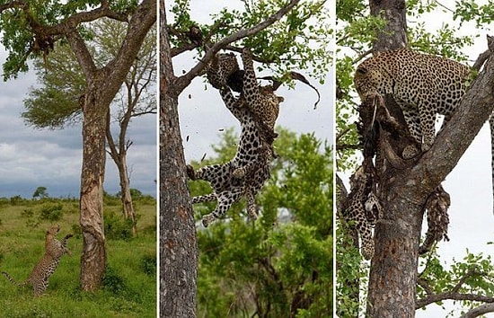 Hayvanlar da Yamyam Olabilir! Kendi Türünden Bir Canlıyı Yerken Fotoğraflanan Leopar