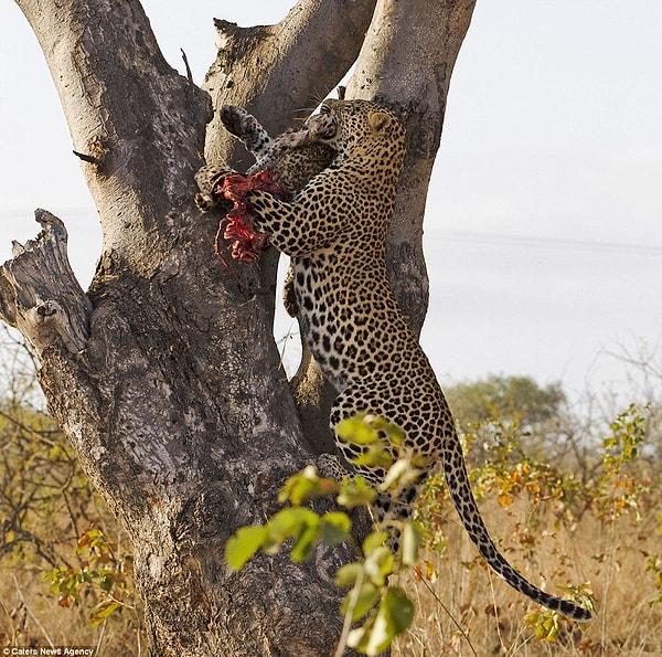 Yavru leoparı öldüren erkek leopar, daha sonra yemek amacıyla cesedi ağzına alıp ağaç dallarının üzerine taşırken görüntülenmişti.