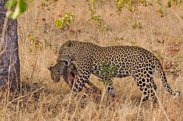 Bunun dışında erkek leoparların, dişilerle çiftleşebilmek için onların yavrularını öldürüp yedikleri de bilinmekte.