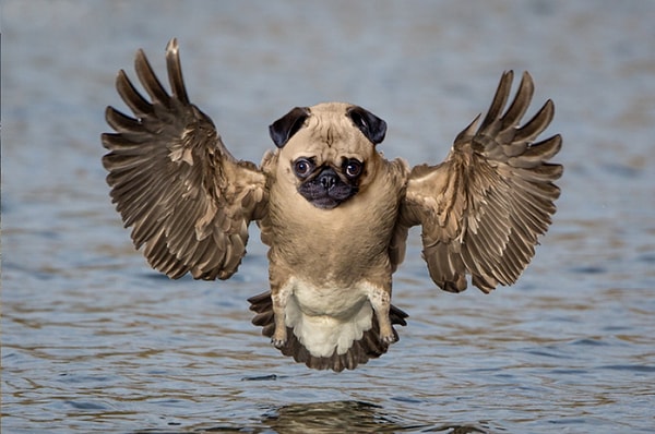 4. Ореломопс