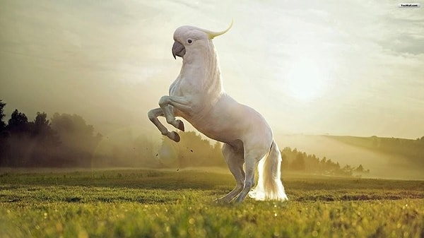 8. Попугаконь