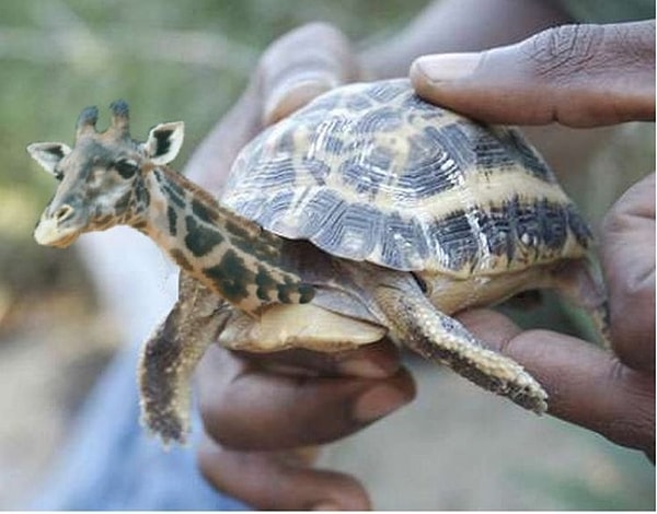 10. Жирафочерепах