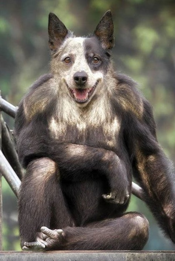 11. Шимпапес