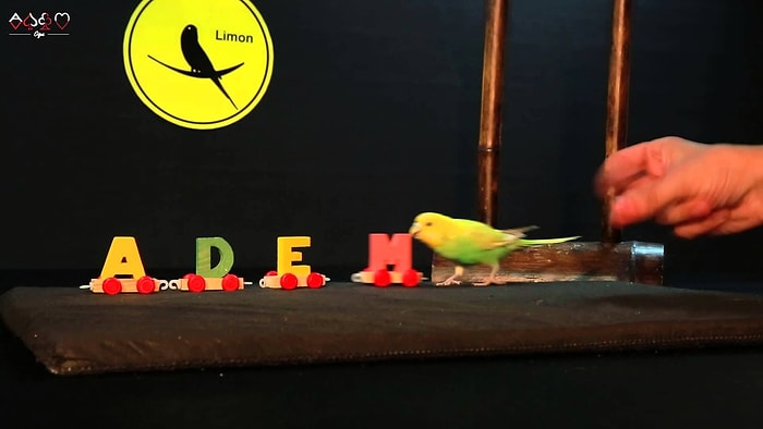 Kuş Beyinli Diyenleri Utandıran Limon'un İnanılmaz Yetenekleri