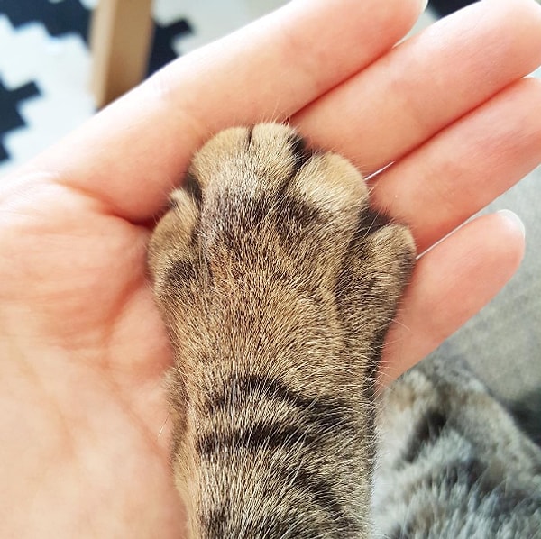 1. Kedinin elini tutmaya çalışmak, tabii ki. Hatta tutmak.🐾🐾🐾