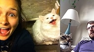 Kedi Sahibi Olmayanların Gördüğünde Anlam Veremeyip Bön Bön Bakacağı 21 Tuhaf Eylem