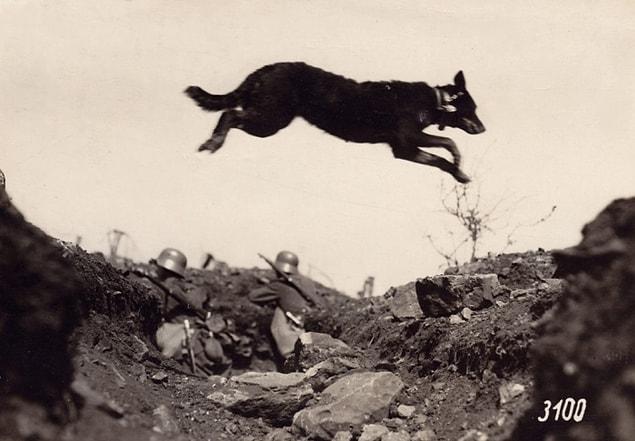 3. A messenger dog leaps over a German trench during World War 1, 1915.