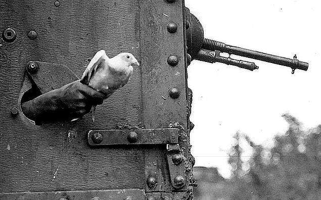 4. Releasing a messenger pigeon, WW1, 1914.