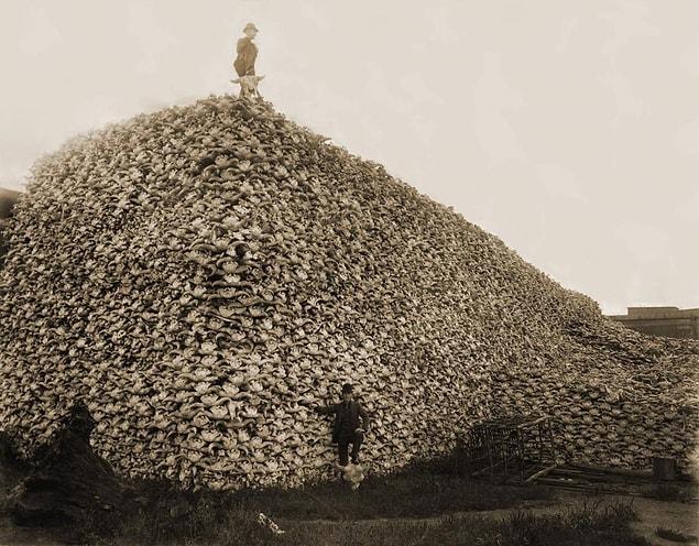 16. A pile of American bison skulls waiting to be ground for fertilizer, mid-1870s.
