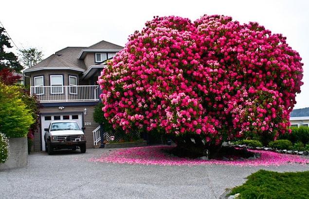 3. 125 years old Rhododendron tree in Canada