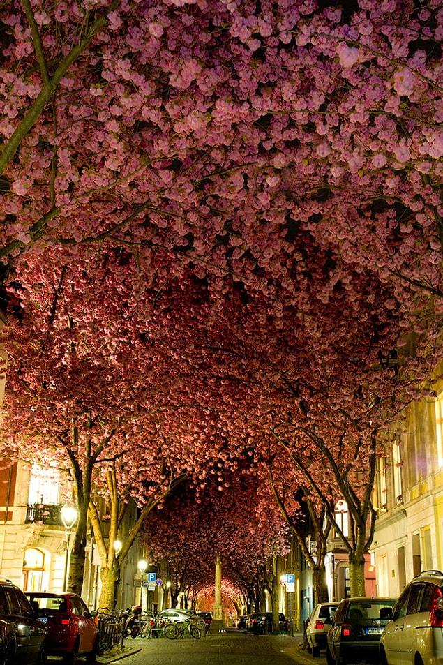 6. Blooming Cherry trees, Germany
