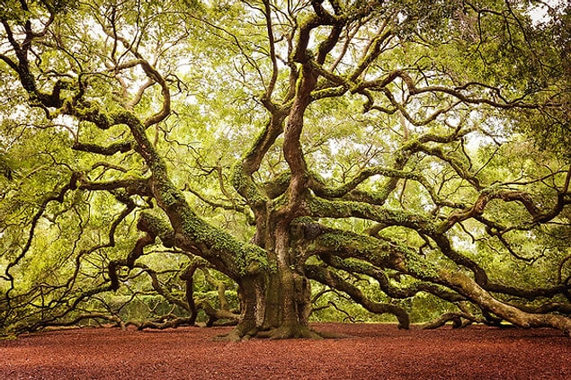 7. Angel Oak in South Carolina