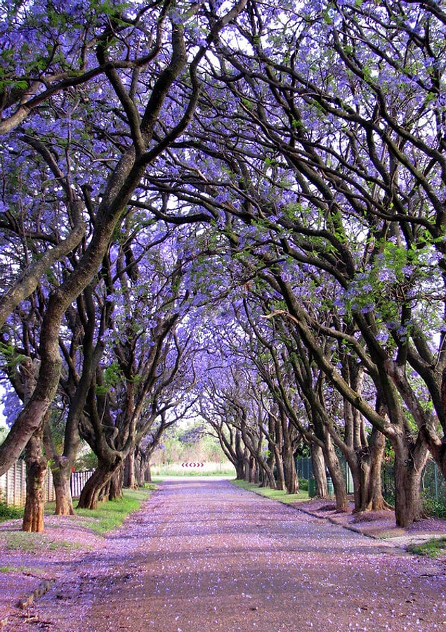 13. Jacarandas in Cullinan, South Africa