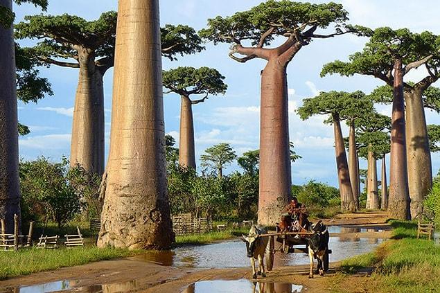15. Baobab trees in Madagascar