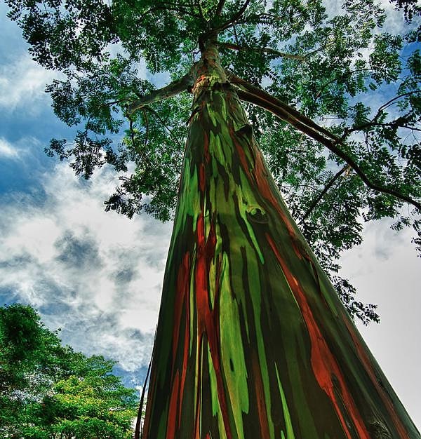 Радужные тропические эвкалипты на острове Кауаи на Гавайях.