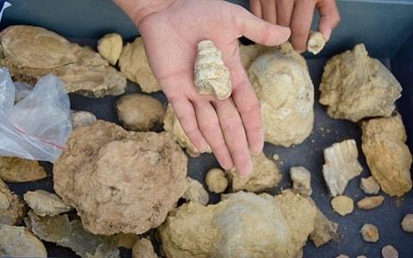 Kırşehir'deki Bozkırda Milyon Yıllık Deniz Fosilleri Bulundu
