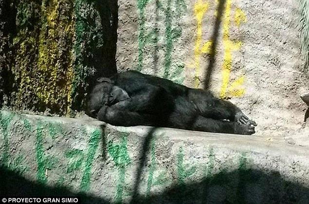 According to local media, Cecilia, who is believed to be in her 30's, is one of the most loved residents of Mendoza Zoo, in Argentina. She has spent years living in concrete enclosure on her own.
