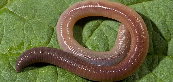 6. Если разрезать дождевого червя, обе части продолжают жить