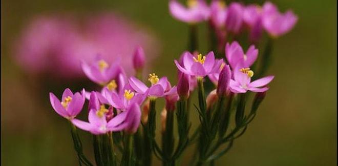 Ditch Your Prescriptions, The Miraculous Plant Centaury Is Good For Everything!