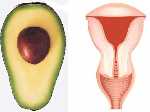 1. Look how twin-like an avocado and uterus look!