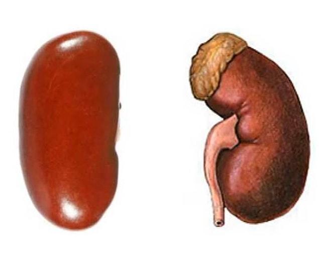 6. Look at this kidney and the cute little bean.