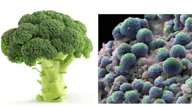 12. Broccoli and Brussels sprout are known for their resemblance to cancer cells.