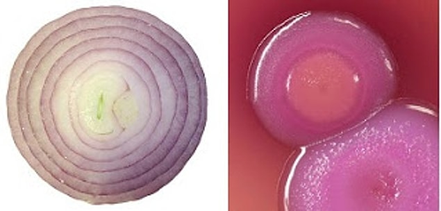 15. An onion not only looks like our cells but also offers countless benefits!