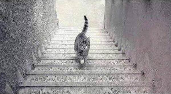 6. Bu kedi merdivenlerden aşağı mı iniyor yukarı mı çıkıyor sence?