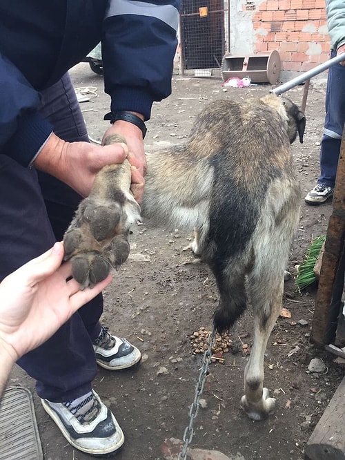 Çorlu'da Araca Bağlanıp Sürüklenen Köpeğin Durumu İyi