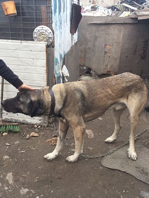Çorlu'da Araca Bağlanıp Sürüklenen Köpeğin Durumu İyi
