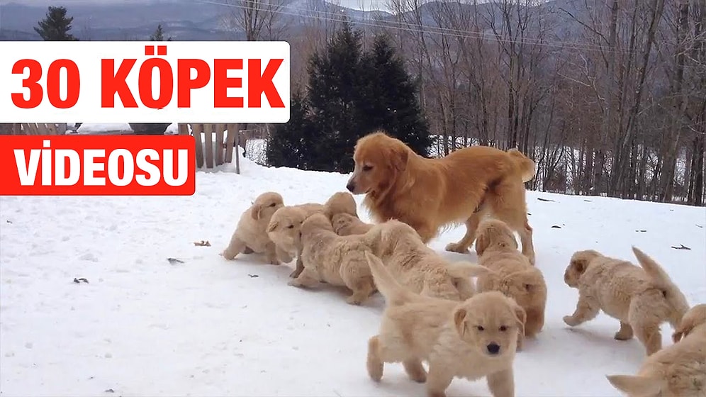 Şirinlik Patlamasına Hazır mısınız? 2016 Yılının Birbirinden Sevimli 30 Köpüşü