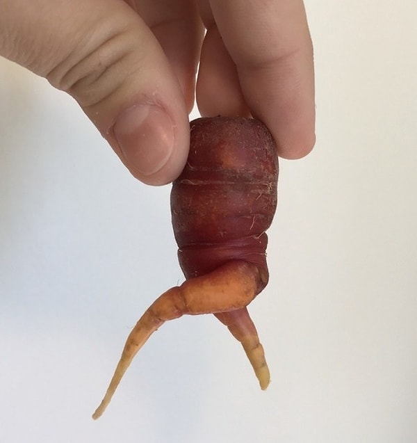 2. Бегущая морковка: