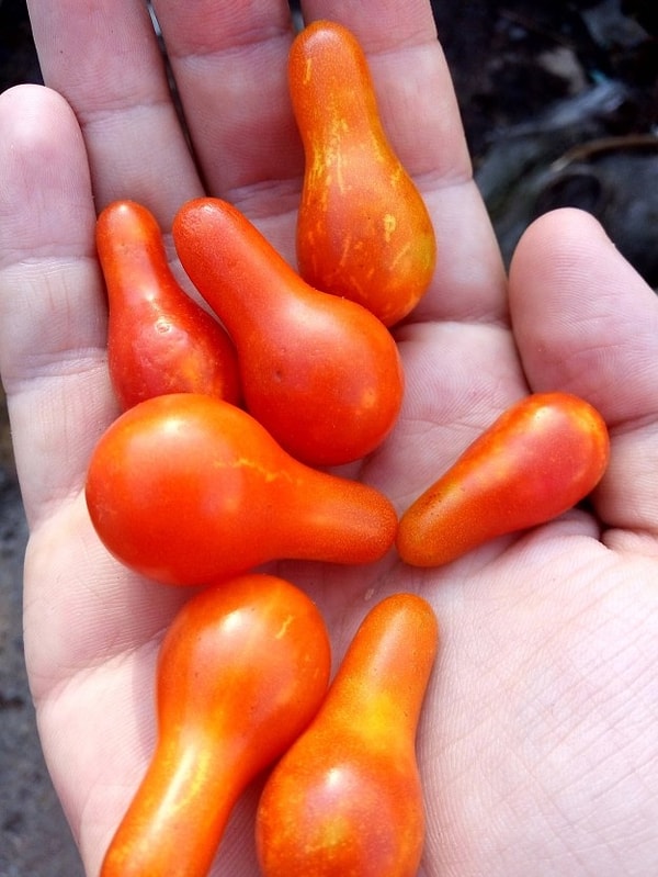 9. Вот такие вот помидорки: