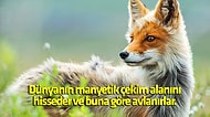 Doğanın Tartışmasız En Asil Hayvanı Olan Tilki Hakkında Muhtemelen Duymadığınız 14 Bilgi