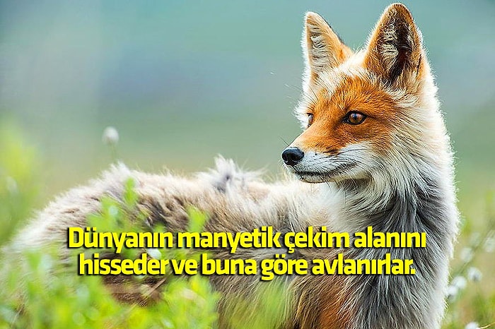 Doğanın Tartışmasız En Asil Hayvanı Olan Tilki Hakkında Muhtemelen Duymadığınız 14 Bilgi