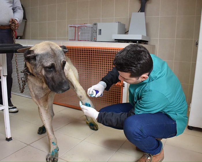 Çorlu'da Araca Bağlanıp Sürüklenen Köpeğin Durumu İyi