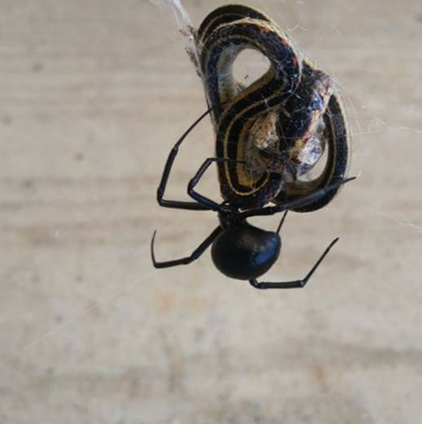 5. Черная вдова, скрутившая змею: