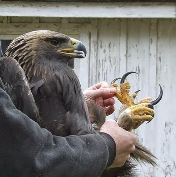 11. Когти совершенного охотника.