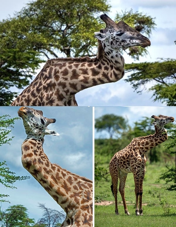 23. Жираф, сломавший шею. 😢