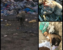 Çorum-Bayat ilçesi çöplüğünde hayatta kalmaya çalışan canlar