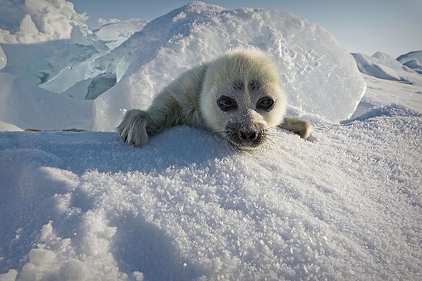 Когда фотограф смог приблизиться к детенышу байкальской нерпы (это их второе название), он пережил один из самых незабываемых и редких моментов своей жизни!