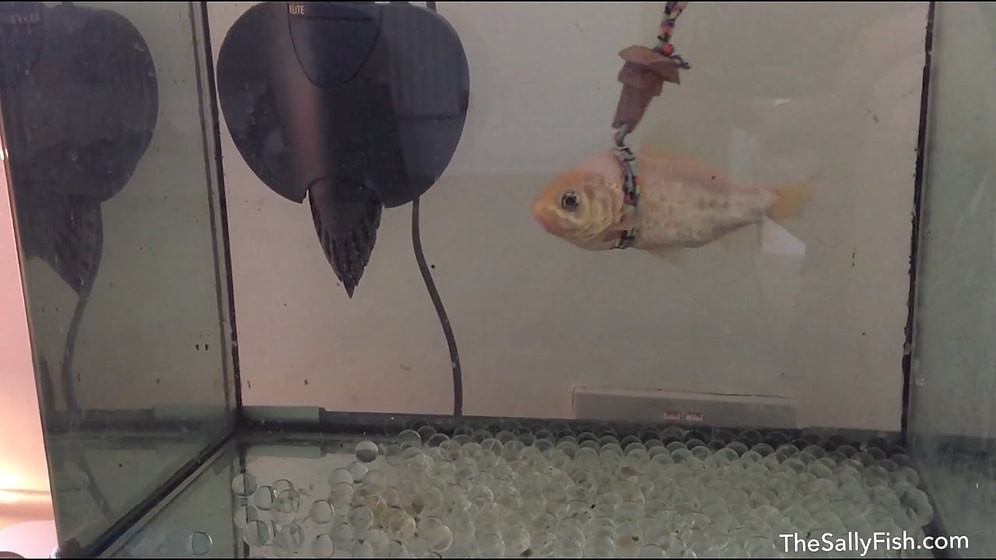 Yüzme Konusunda Sıkıntı Yaşayan Balığa Can Yeleği Yöntemi