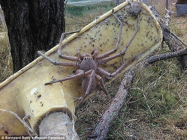 The colossal creature, pictured crawling across a broom, was snapped by workers on an animal rescue farm in Queensland, Australia.
