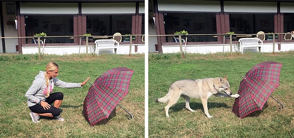 Çalışmaya katılan tüm köpekler bu emirleri yerine getirdikten sonra ikinci aşamaya geçildi.