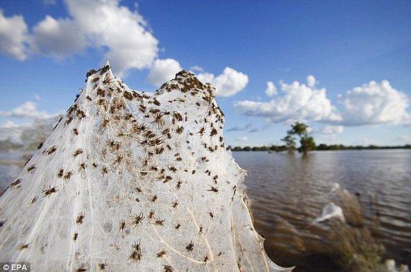 9. Avustralya'da, yer altındaki yuvalarını su basınca yüzeye çıkan örümcekler, ağlarını burada örmeye başlamış ve...
