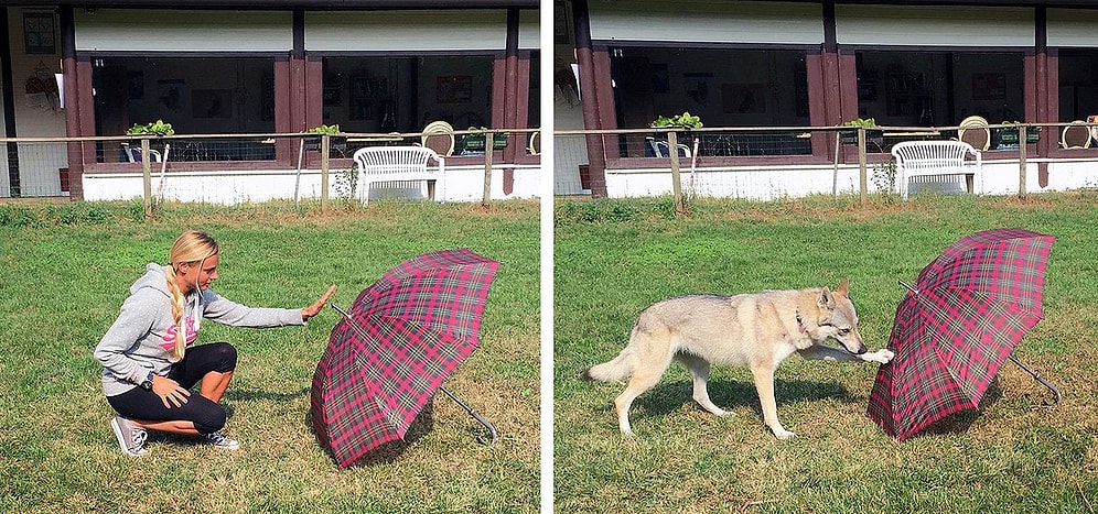 Bilim İnsanları Köpeklerin de Olaysal Belleğe Sahip Olduğunu Kanıtladı!